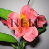 alstroemeria toscana flower